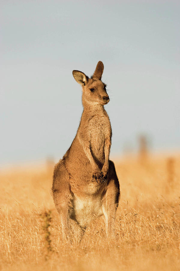 Sunset Photograph - Eastern Grey Kangaroo Or Forester #25 by Martin Zwick