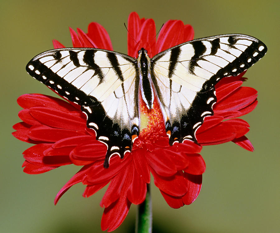 Eastern Tiger Swallowtail Butterfly #25 Photograph by Millard H. Sharp