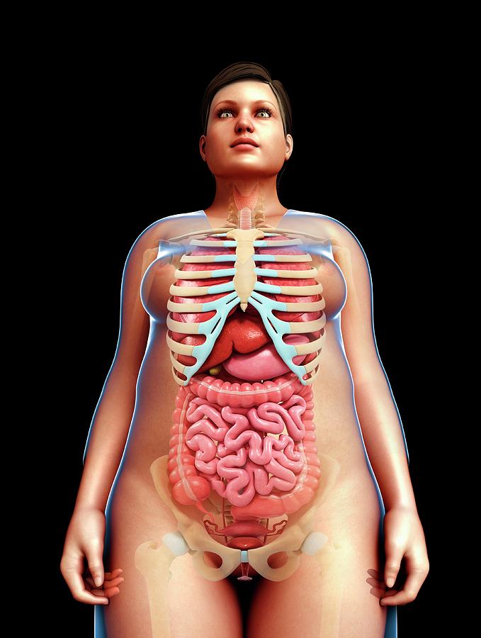 Анатомия женщины фото снаружи Female Anatomy #25 by Pixologicstudio/science Photo Library