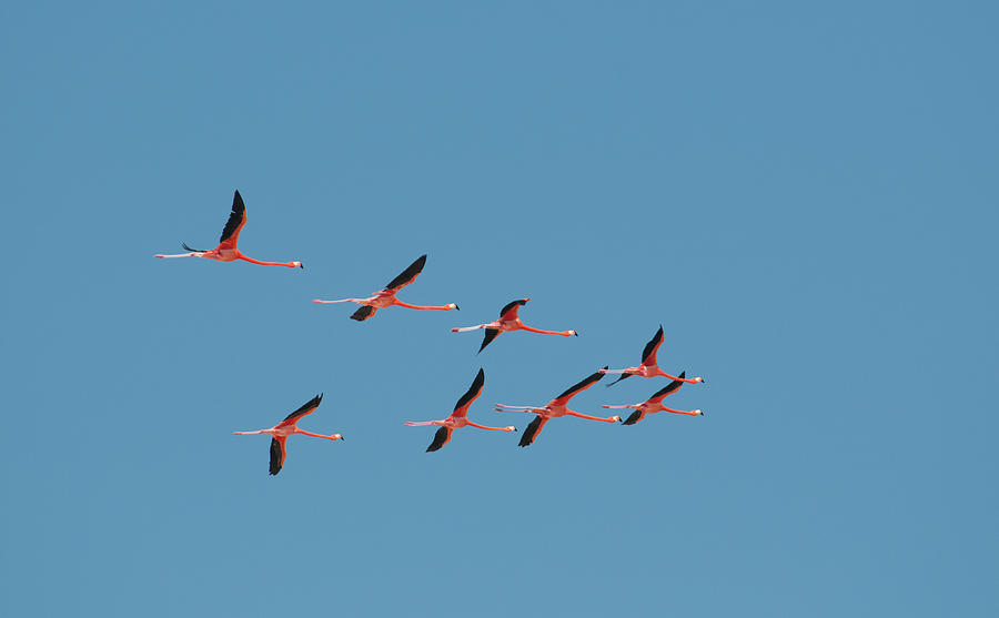 Flamingos Digital Art