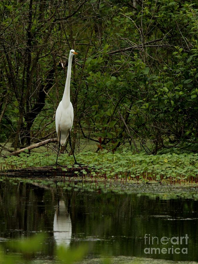 Great Egret #25 Photograph by Jack R Brock
