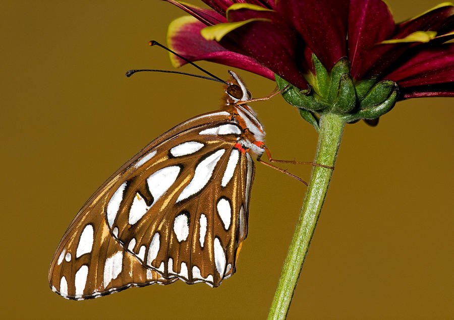 Gulf Fritillary Butterfly #25 Photograph by Millard H. Sharp