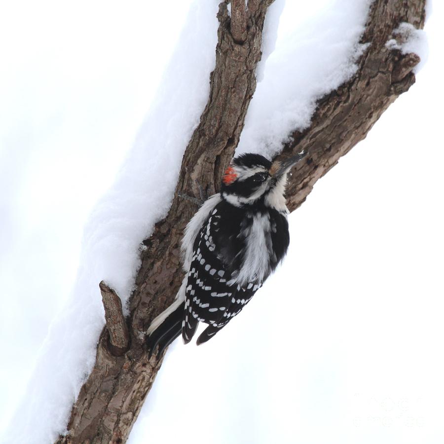 Hairy Woodpecker #25 Photograph by Jack R Brock