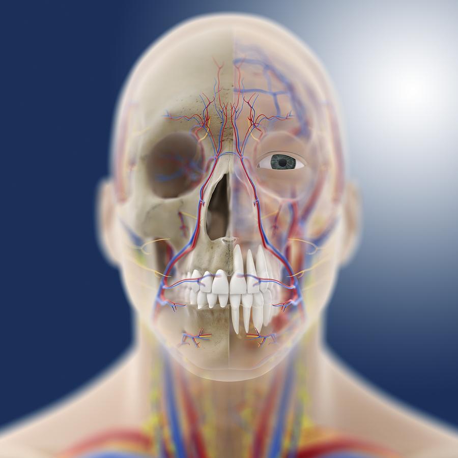 Head And Neck Anatomy Artwork Photograph By Science Photo Library Pixels