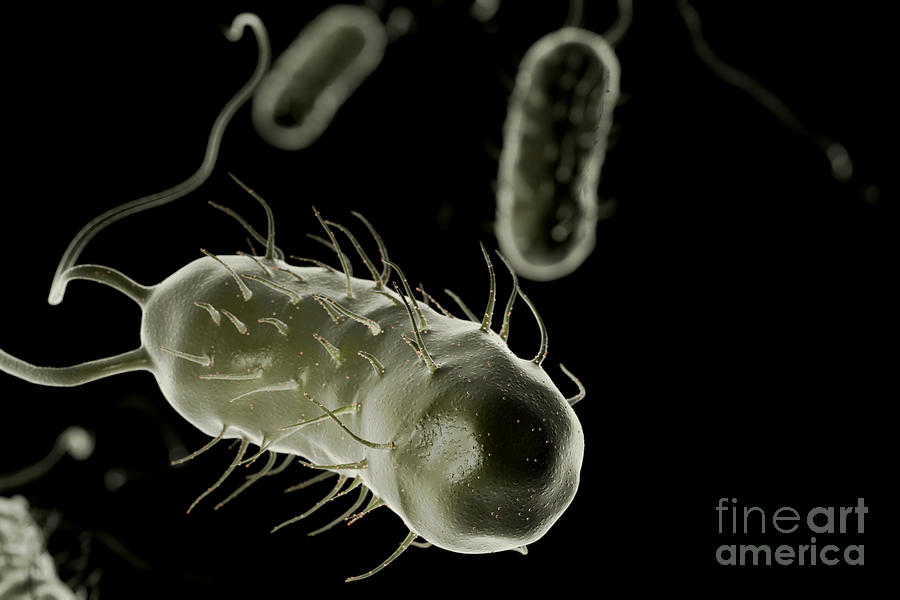 Pathogenic Bacteria Photograph - Helicobacter Pylori #25 by Science Picture Co