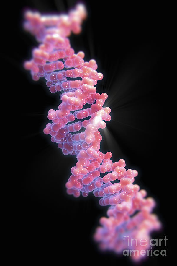 Human Dna #25 Photograph by Science Picture Co