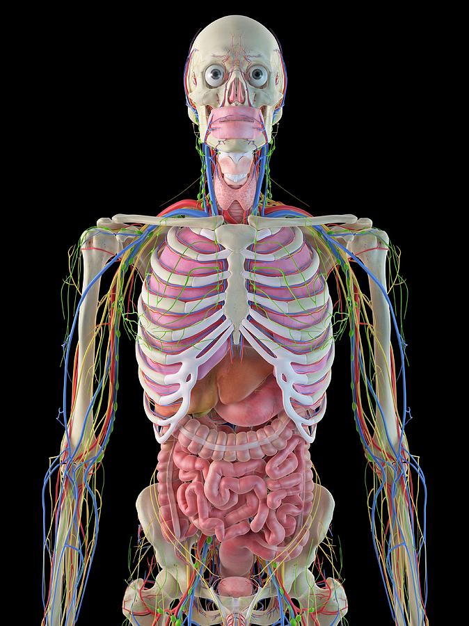 Human Internal Organs Photograph by Sciepro - Fine Art America