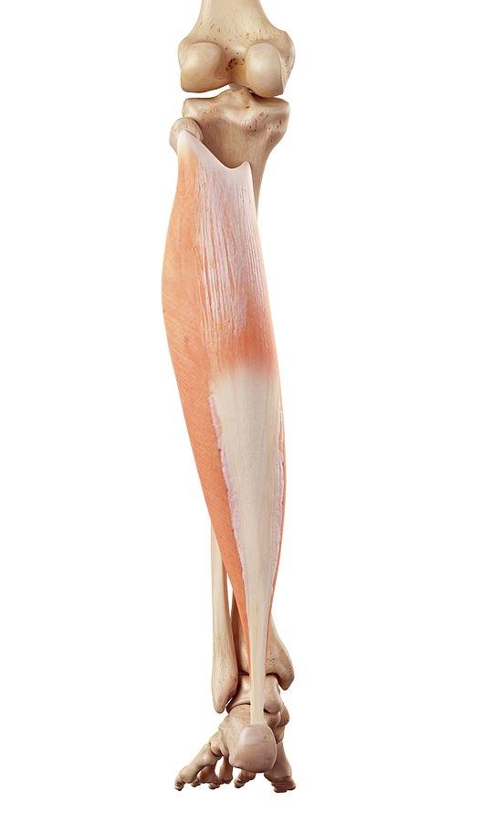 Human Muscles Of Leg #25 by Sebastian Kaulitzki/science Photo Library