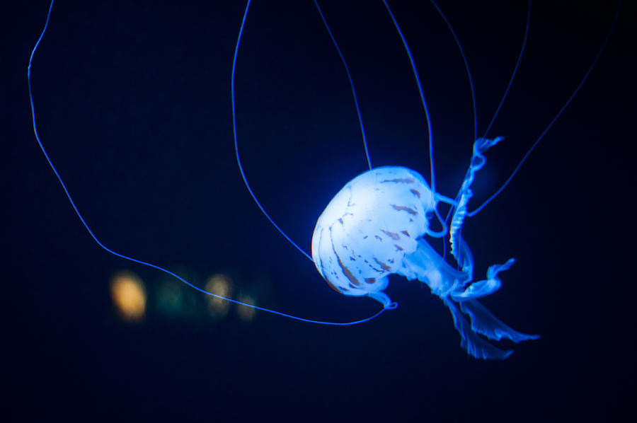 Jellyfish #25 Photograph by U Schade