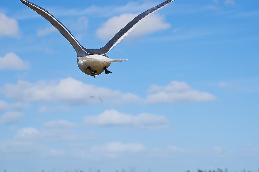 Laughing Seagull Photograph