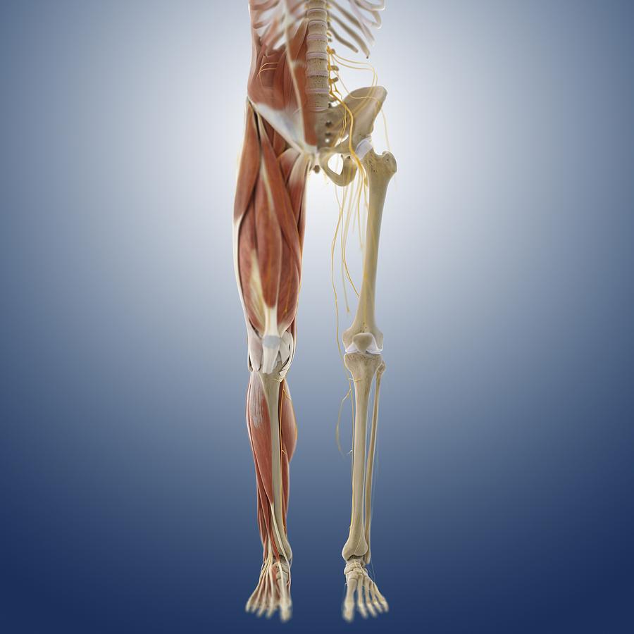 Lower Body Anatomy, Artwork Photograph by Science Photo ...