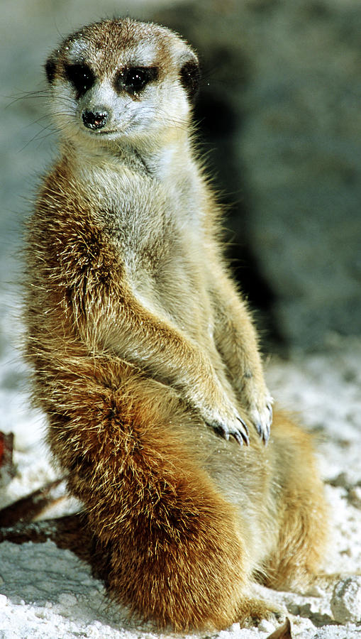 Meerkat #25 Photograph by Millard H. Sharp