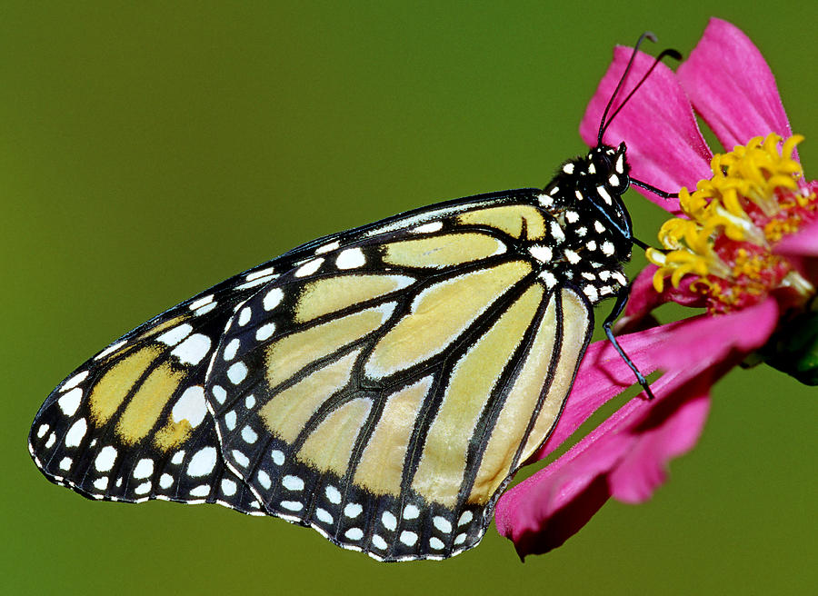 Nature Photograph - Monarch Butterfly #25 by Millard H. Sharp