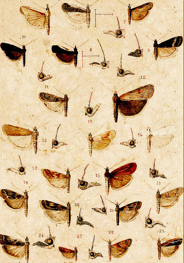 25 Moths Digital Art by Steve Taylor