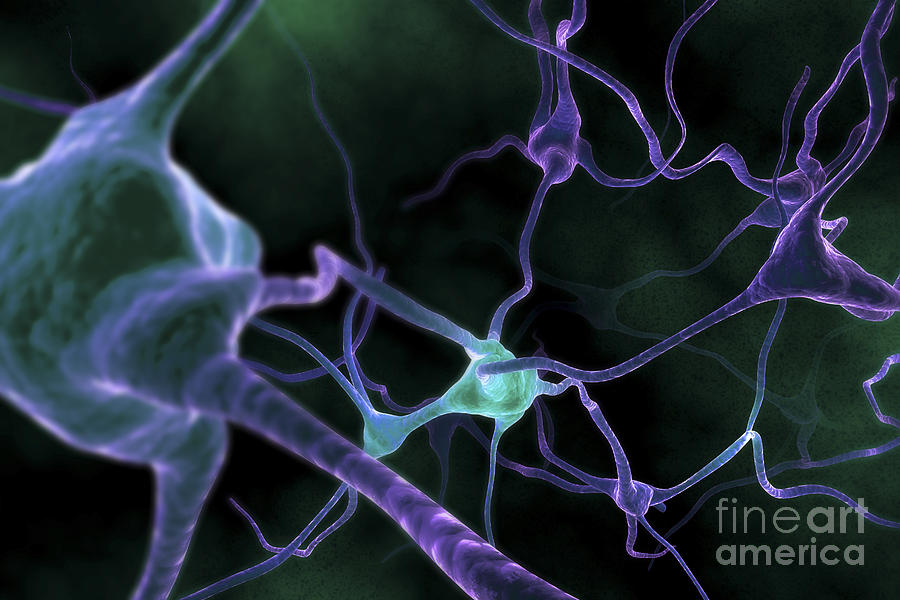 Neurons #25 Photograph by Science Picture Co