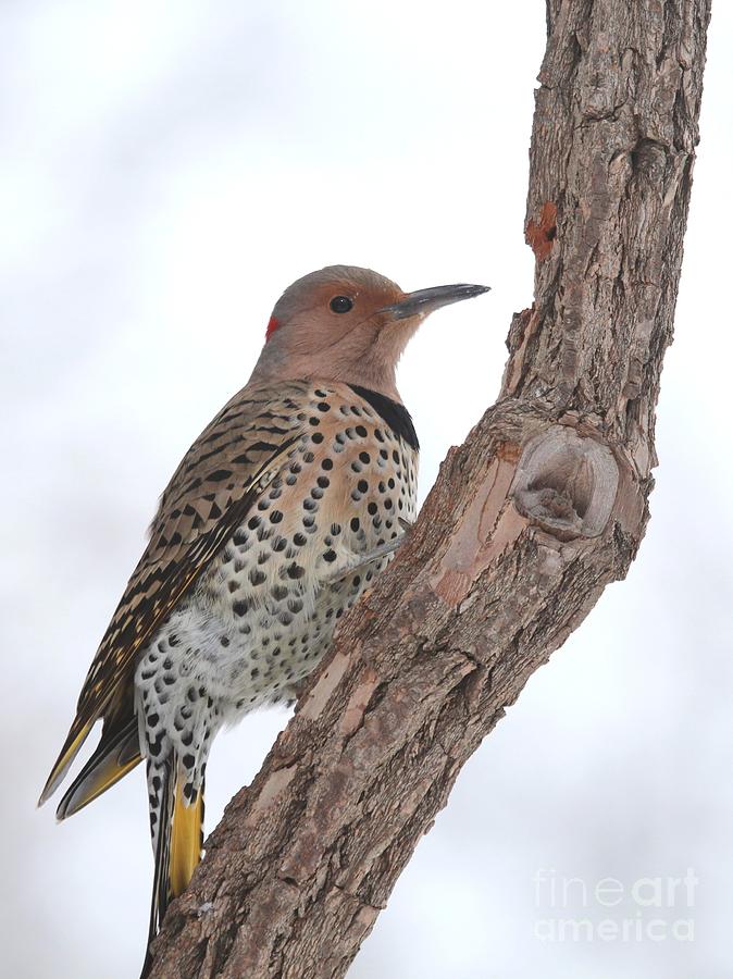 Northern Flicker #25 Photograph by Jack R Brock