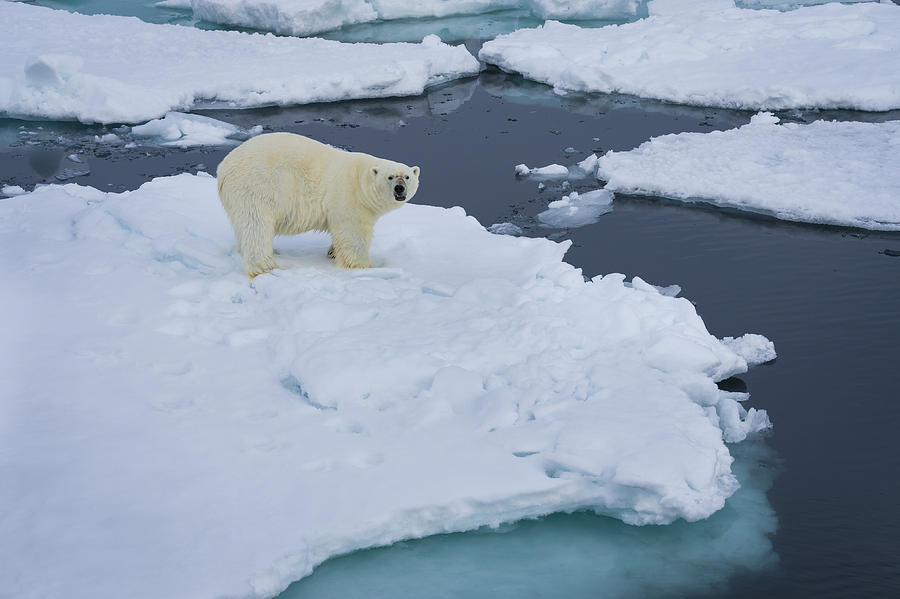 Polar Bear On Pack Ice Photograph by John Shaw - Fine Art America