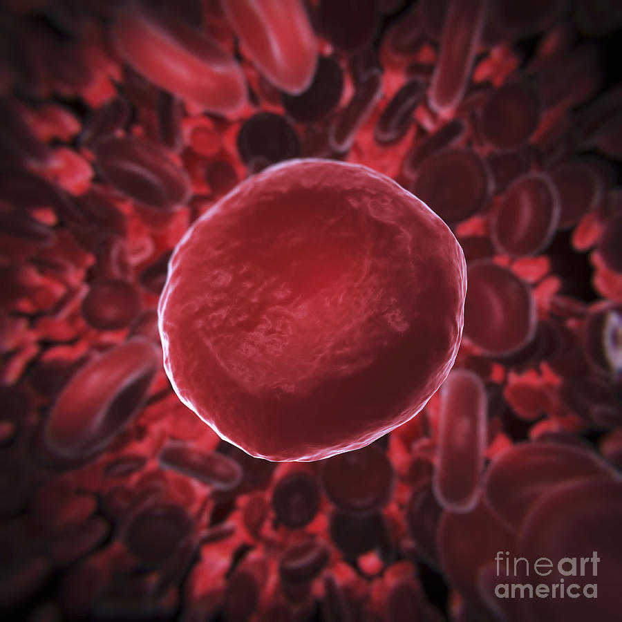 Red Blood Cells #25 Photograph by Science Picture Co