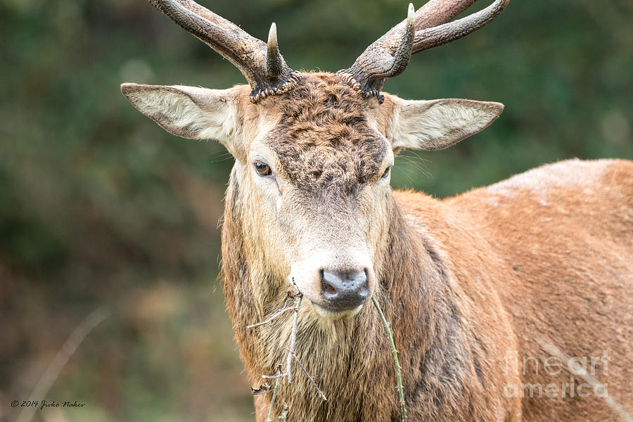 25 Red Deer Photograph by Jivko Nakev
