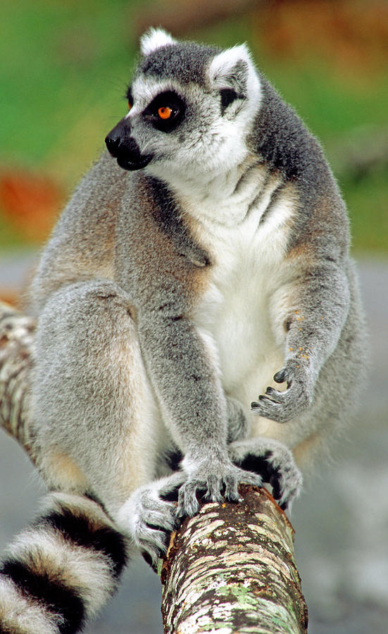 Ring Tailed Lemur #25 Photograph by Millard H. Sharp