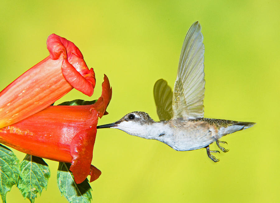 Ruby Throated Hummingbird Female #25 Photograph by Millard H. Sharp