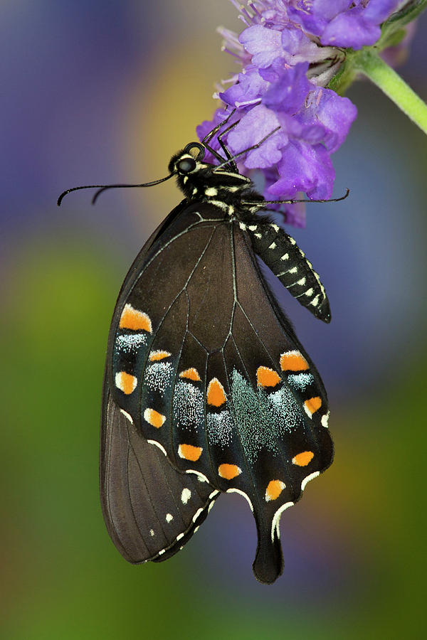 Butterfly Photograph - Spicebush Swallowtail Butterfly #25 by Darrell Gulin