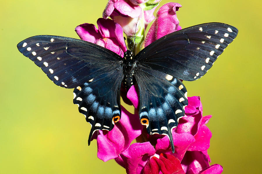 Spicebush Swallowtail Butterfly #25 Photograph by Millard H. Sharp
