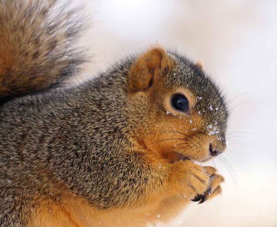 Squirrel Photograph by Lori Tordsen - Fine Art America