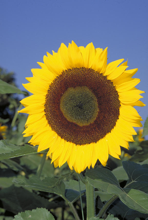 Sunflower #25 Photograph by Bonnie Sue Rauch