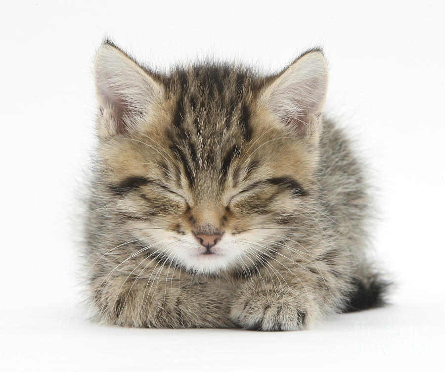 Tabby Kitten #25 Photograph by Mark Taylor