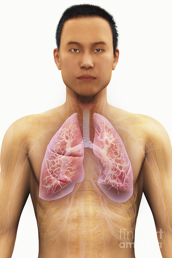 Organs Photograph - The Respiratory System #25 by Science Picture Co