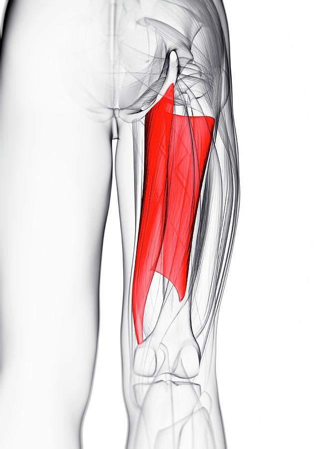 Thigh Muscle Photograph by Sciepro/science Photo Library - Fine Art America