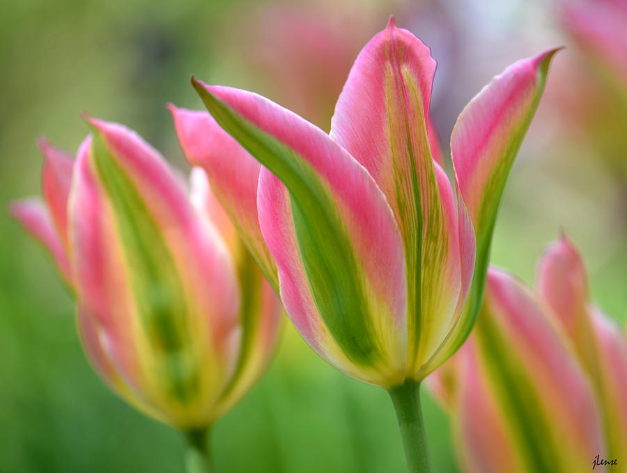 2.5 Tulip #25 Photograph by JoAnn Lense