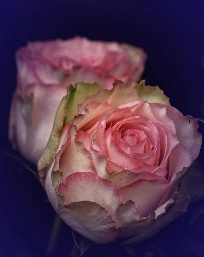 Vintage Rose #25 Photograph by Richard Cummings