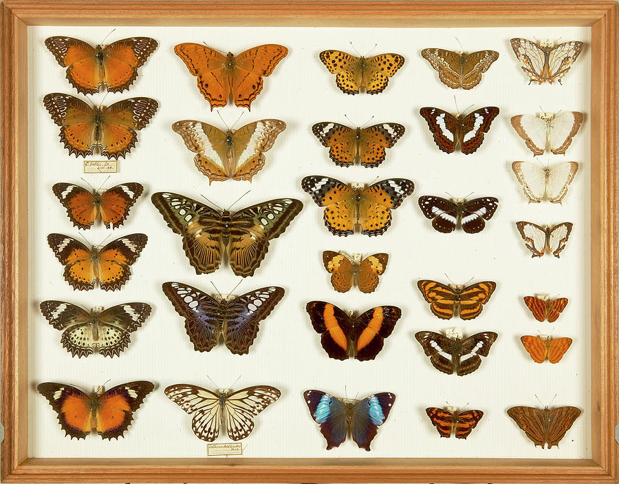 Wallace Collection Butterfly Specimens #25 Photograph by Natural