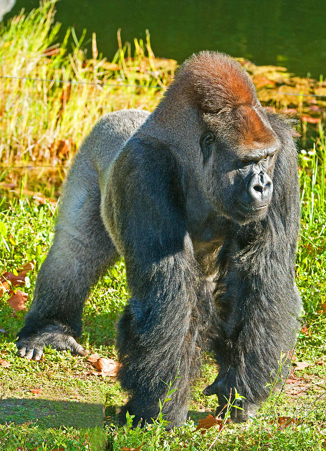 Western Lowland Gorilla #25 Photograph by Millard H. Sharp