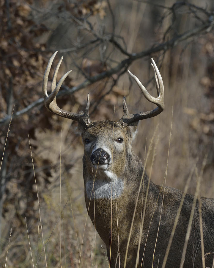 White-tailed Deer buck in prairie and woods Photograph by Mark Wallner ...