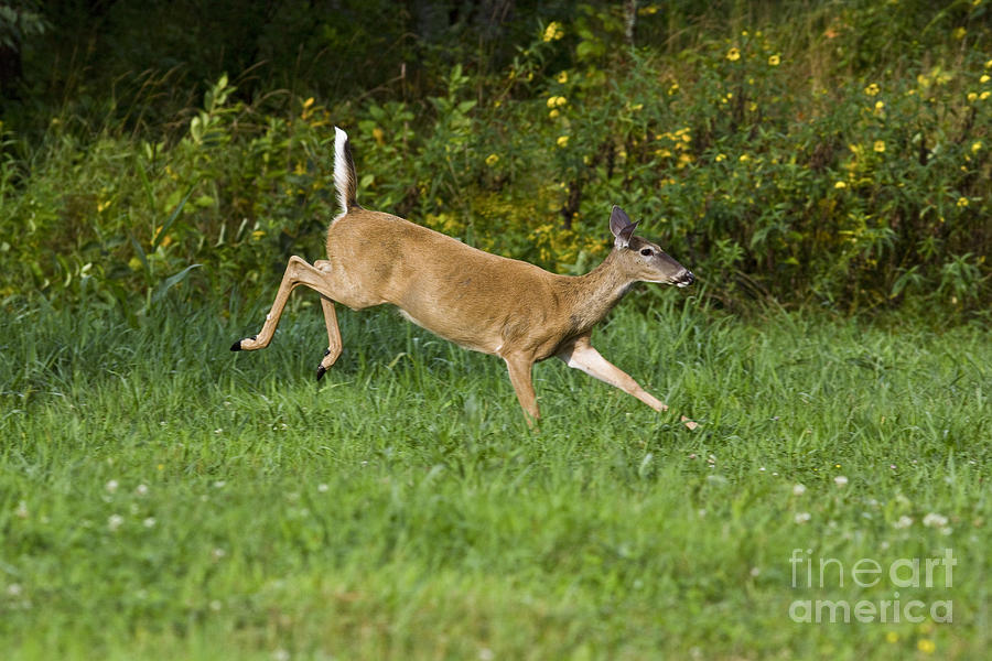 White-tailed Doe #25 Photograph by Linda Freshwaters Arndt