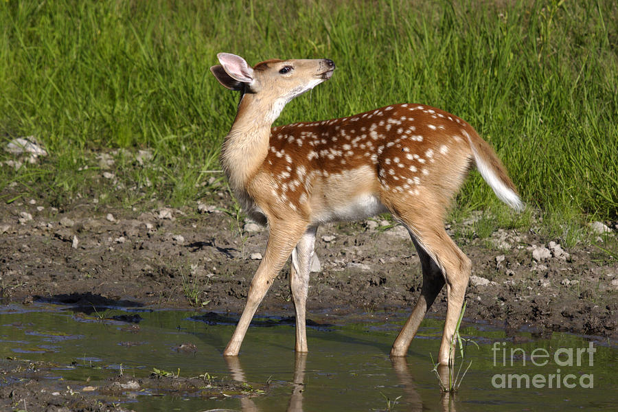 Deer Photograph - White-tailed Fawn #25 by Linda Freshwaters Arndt