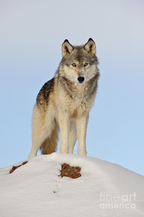 Wolf In Winter #25 Photograph by John Shaw