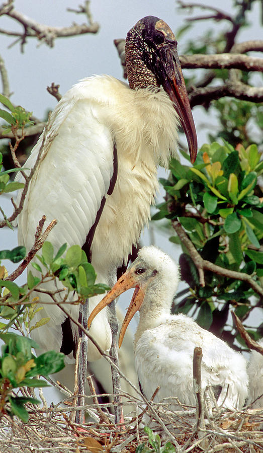 Wood Storks #25 Photograph by Millard H. Sharp
