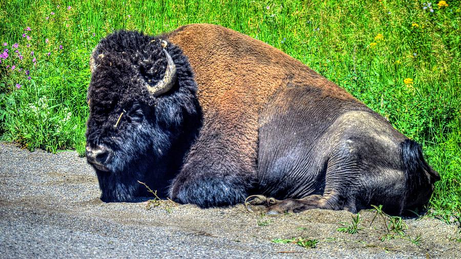 Yellowstone National Park Wyoming #25 Photograph by Paul James Bannerman