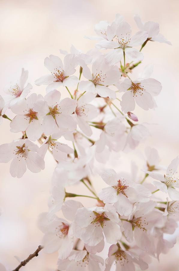 Yoshino Cherry (prunus X Yedoensis) Photograph by Maria Mosolova - Fine ...