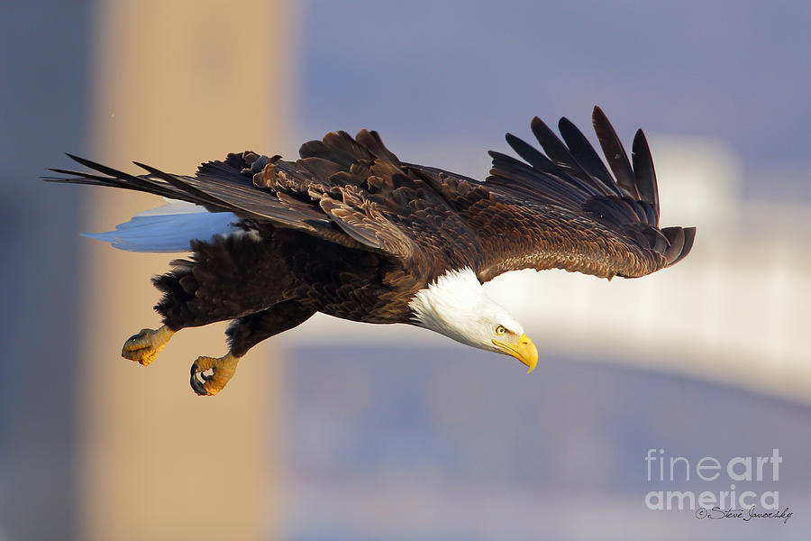 Bald Eagle #250 Photograph by Steve Javorsky