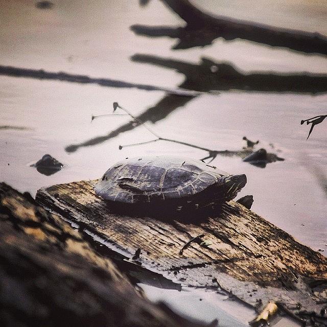 Turtle Photograph - Instagram Photo #251396490871 by Matt Yates