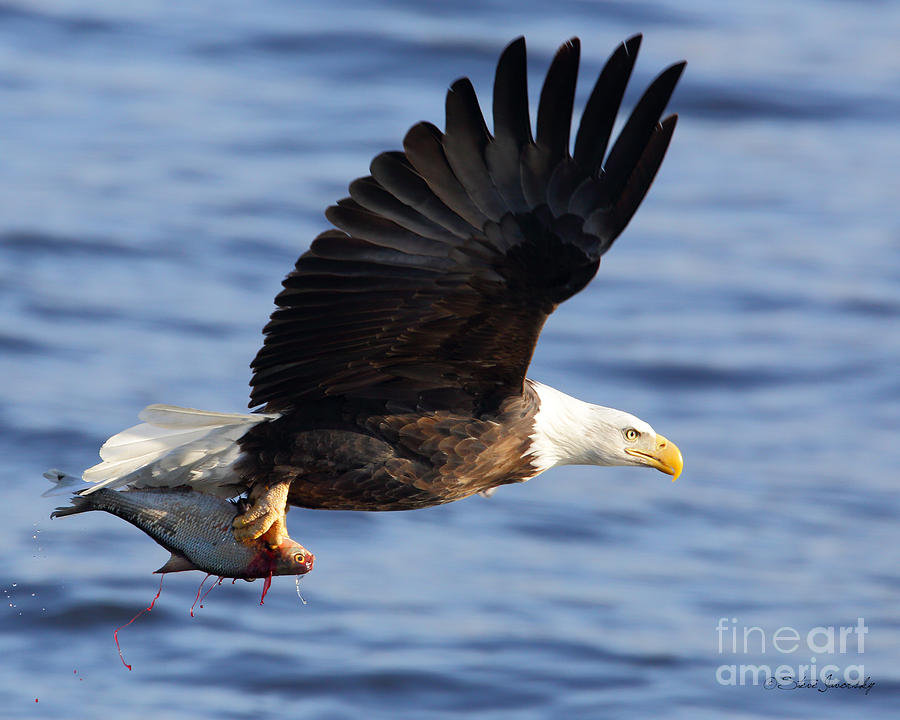 Bald Eagle #252 Photograph by Steve Javorsky