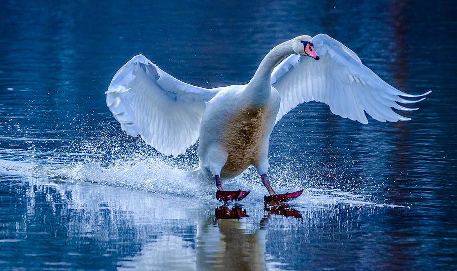 Mute Swan #19 Photograph by Brian Stevens