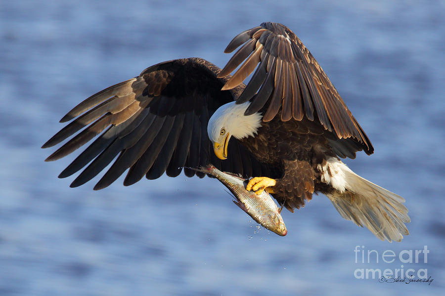 Bald Eagle #254 Photograph by Steve Javorsky