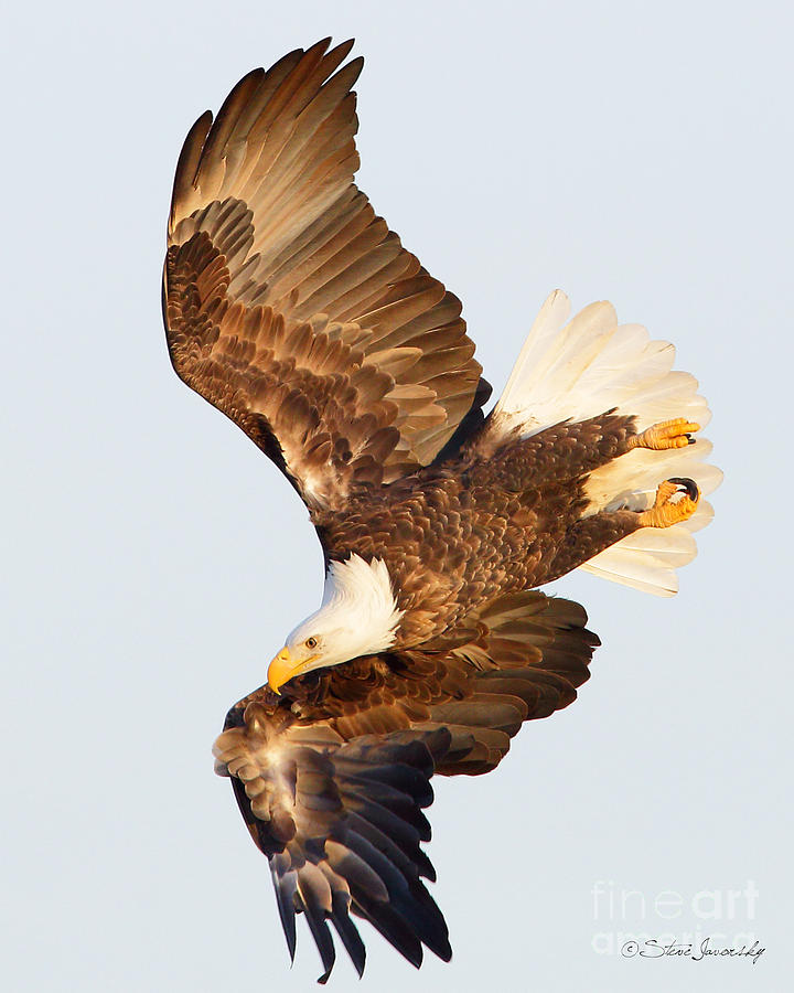 Bald Eagle #255 Photograph by Steve Javorsky