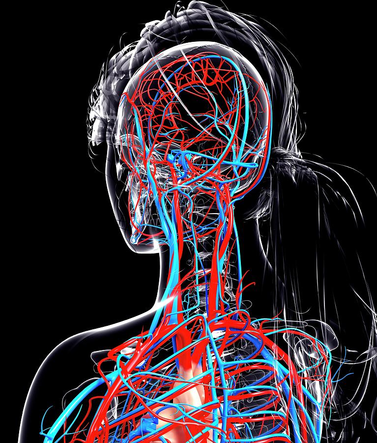 Female Cardiovascular System Photograph by Pixologicstudio/science ...